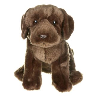 Chocolate Labrador Dog